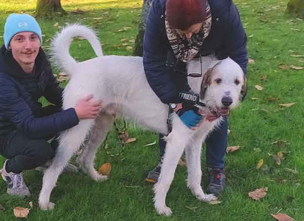 scooby à l'adoption croisé patou et griffon de 2 ans à adopter au refuge pour chiens  sos animaux 78 au Chesnay Rocquencourt près de Versailles